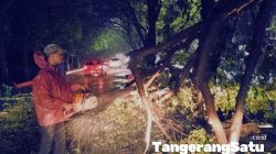 Pemkot Tangerang Bergerak Cepat Tangani Pohon Tumbang